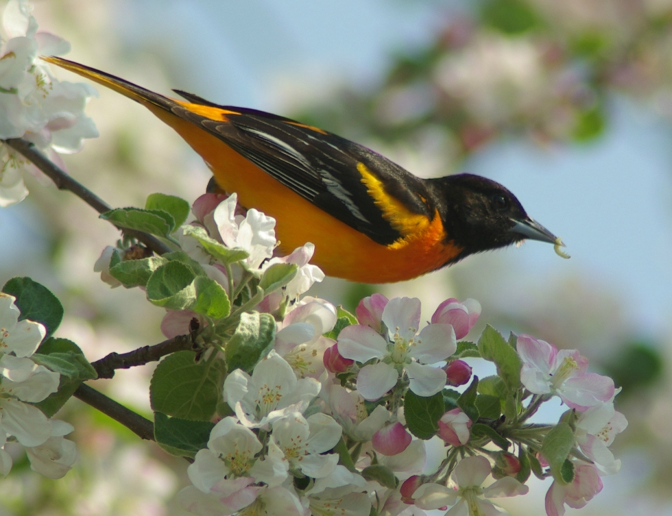 You are currently viewing Bird watching walk on May 29