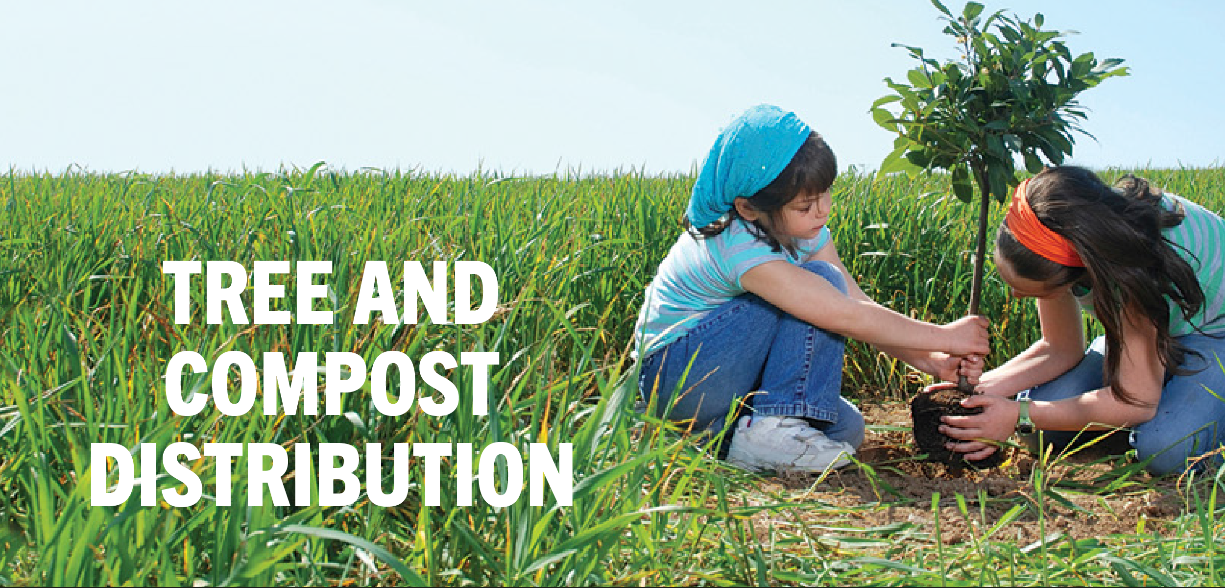 Read more about the article Tree and compost distribution 2023